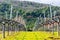 A view of rows of bare recently pruned vines in a winter vineyard. Green grass between rows