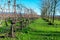 A view of rows of bare vines in a winter vineyard. Green grass between vineyard rows