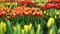 View of the rows of bright multi-colored tulips.