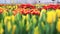 View of the rows of bright multi-colored tulips.