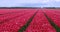 View of rows of colorful Tulip flowers in the Netherlands