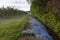 View of rows of cultivated apple trees in field bordered by blooming Myosotis sylvatica