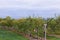 View of rows of cultivated apple trees with wooden sign for the Honeycrisp variety