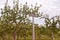 View of rows of cultivated apple trees with wooden sign for the McIntosh variety