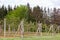 View of rows of cultivated apple trees with wooden signs for Spartan and McIntosh varieties