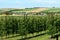 View of rows of fruit trees and fields with different agricultural crops in the countryside. Agriculture concept