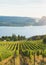 View of rows of grapevines in vineyard with Okanagan Lake, mountains, and setting sun in background in summer
