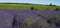 View of rows of lavender in a field on a flower farm in the Cotswolds, Worcestershire UK