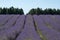 View of rows of lavender in a field on a flower farm in the Cotswolds, Worcestershire UK