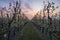 View of rows of pear trees with blossoms in an orchard during sunrise with beautiful orange clouds.