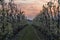 View of rows of pear trees with blossoms in an orchard during sunrise with beautiful orange clouds.