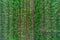 View of rows of pine tree tops.