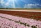 View on rows pink and red colorful blooming tulips against blue sky with cumulus clouds, sunrays - Grevenbroich, Germany