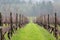 View rows of vine grapes at a vineyard in Oregon