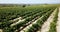 view of rows of vineyard grape vines at sunny day