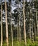 A view at rubber plantation