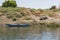 View of rural river nile bank in Aswan Egypt with wooden boat and water buffalo