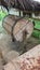 View of a rustic wooden drum used to stir the cocoa beans