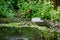 view of a saddle billed stork in a shallow body of water