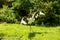 view of a saddle billed stork with wings spread