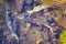 View of Salmon swim upstream to mate and lay their eggs along Rausu River, Japan