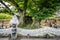 View of the Samsindang a 600 years old zelkova tree in historic Hahoe folk village Andong South Korea