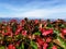 View of the San Marino mountains with red begonias