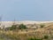 View of sand dune, poor plants, dark blue sky