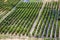 View of sandalwood plantation in the Ord River Irrigation scheme at Kununurra in the Kimberley