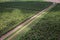 View of sandalwood plantation in the Ord River Irrigation scheme at Kununurra in the Kimberley