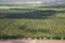 View of sandalwood plantation in the Ord River Irrigation scheme at Kununurra in the Kimberley