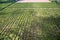 View of sandalwood plantation in the Ord River Irrigation scheme at Kununurra in the Kimberley