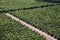 View of sandalwood plantation in the Ord River Irrigation scheme at Kununurra in the Kimberley