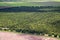 View of sandalwood plantation in the Ord River Irrigation scheme at Kununurra in the Kimberley