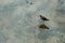 View of a sandpiper standing in the water