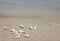 View of the sandy beach. Shells in the sand