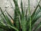 The view of sansevieria or lidah mertua plant in the garden