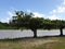 View on the Saramacca river in Groningen, Surinam. With view on almond trees