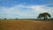 The view in savana Bekol in national park in  Banyuwangi, Indonesia