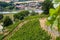 View from a Saxon vineyard on the Elbe