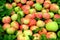 View of a scattering of ripe apples against a background of strawberry foliage.