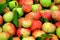 View of a scattering of ripe apples against a background of strawberry foliage.