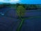 View of scenic trees in the middle of agricultural fields in the evening