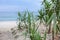 View of the sea through the coastal reeds growing on the sand.