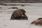 A view of the sea lion in the beach - New zealand