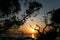 View of the sea sunset through the dark silhouettes of tree branches.