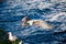 View of seabirds sitting and flying over the wavy sea captured on a sunny day