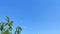 A view of a seagull flying over a tree, the roofs of houses in the background, a beautiful summer sky