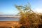 View of seascape at sandy beach, selective focus on reed plants