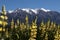 View of Seaward Kaikoura Range in New Zealand, Mountains view